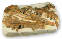 F 07424 01
<br/>
Mosasaurus hoffmanni
<br/>
<em></em>
